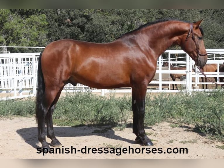 PRE Blandning Hingst 3 år 167 cm Brun in Barcelona