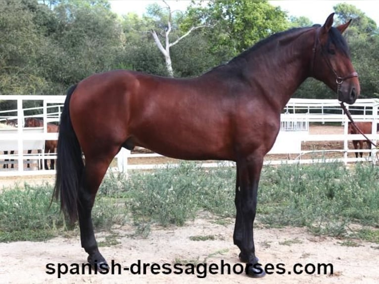 PRE Blandning Hingst 3 år 167 cm Brun in Barcelona