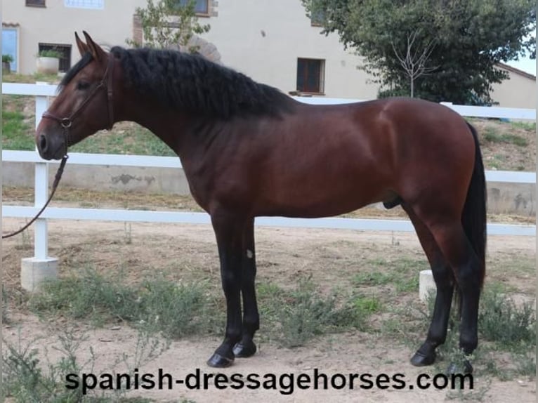 PRE Blandning Hingst 3 år 167 cm Brun in Barcelona