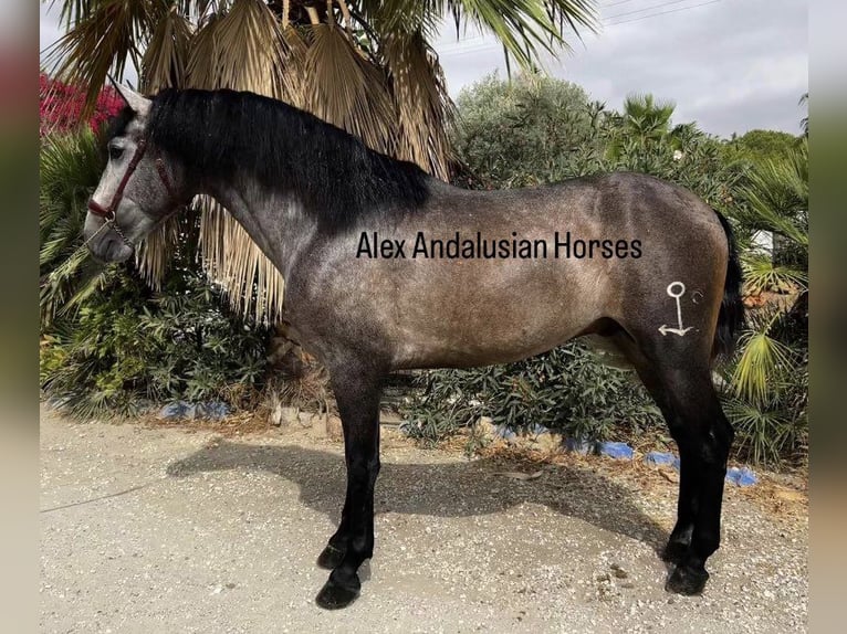 PRE Blandning Hingst 3 år 167 cm Grå in Sevilla