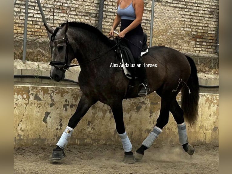 PRE Blandning Hingst 3 år 167 cm Grå in Sevilla