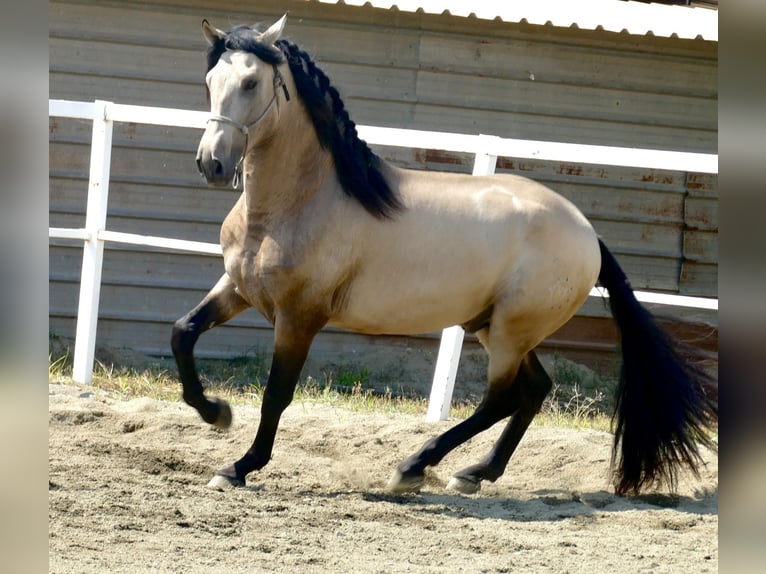 PRE Hingst 3 år 167 cm Gulbrun in Tarragona