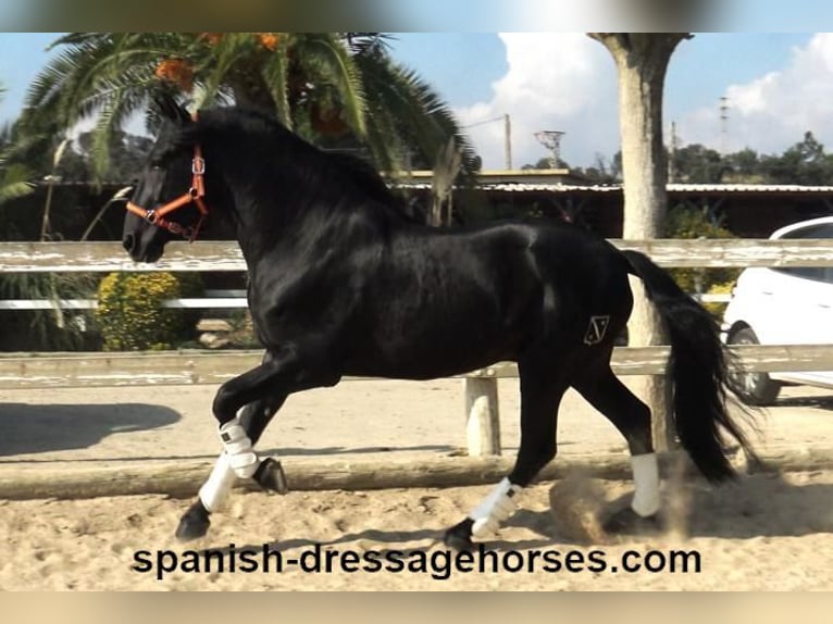 PRE Blandning Hingst 3 år 167 cm Svart in Barcelona