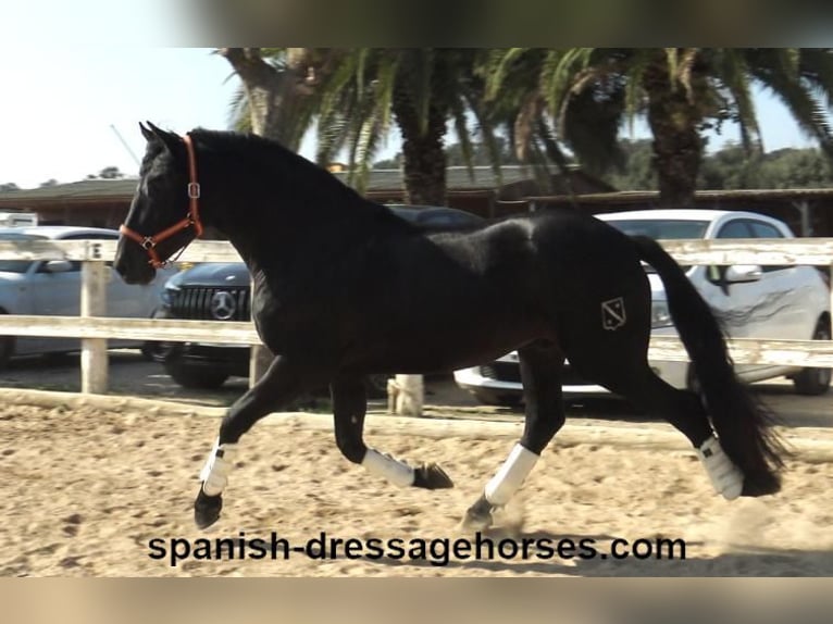 PRE Blandning Hingst 3 år 167 cm Svart in Barcelona