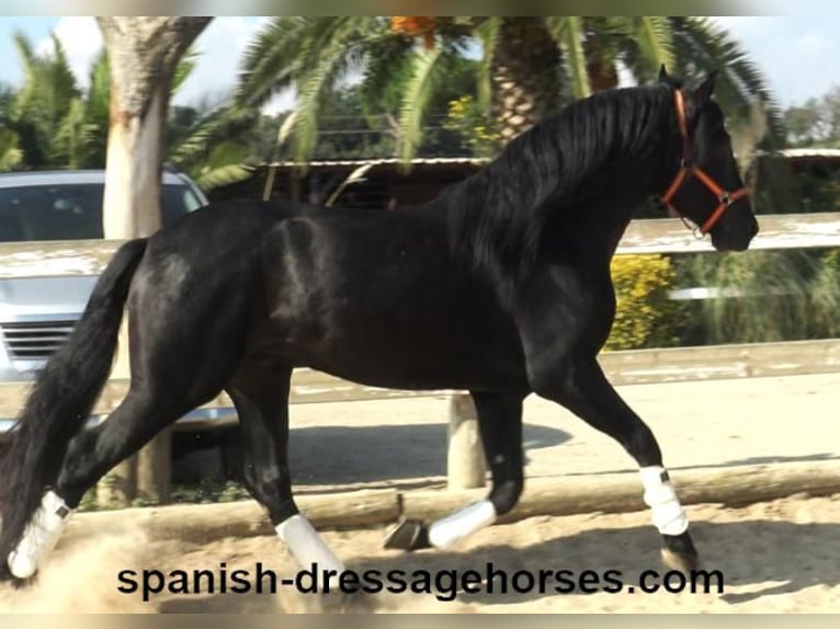 PRE Blandning Hingst 3 år 167 cm Svart in Barcelona