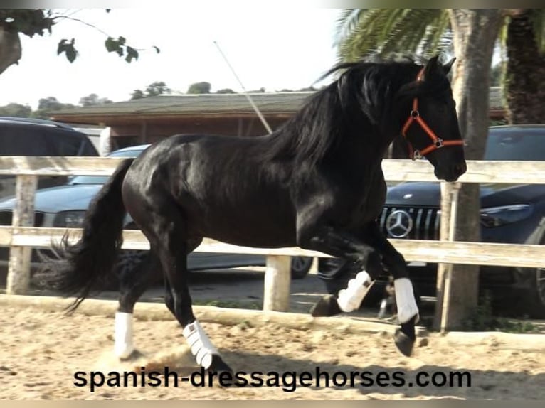 PRE Blandning Hingst 3 år 167 cm Svart in Barcelona