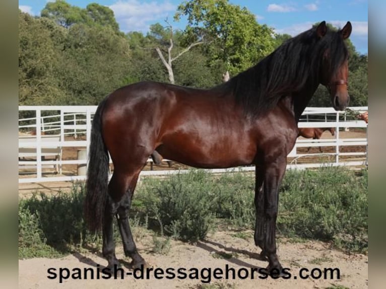 PRE Blandning Hingst 3 år 168 cm Mörkbrun in Barcelona