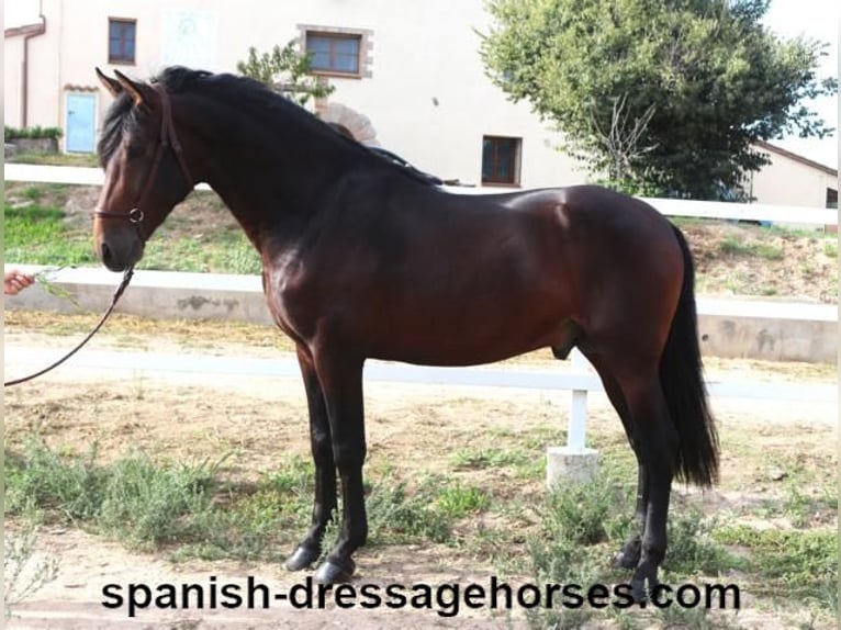 PRE Blandning Hingst 3 år 168 cm Mörkbrun in Barcelona