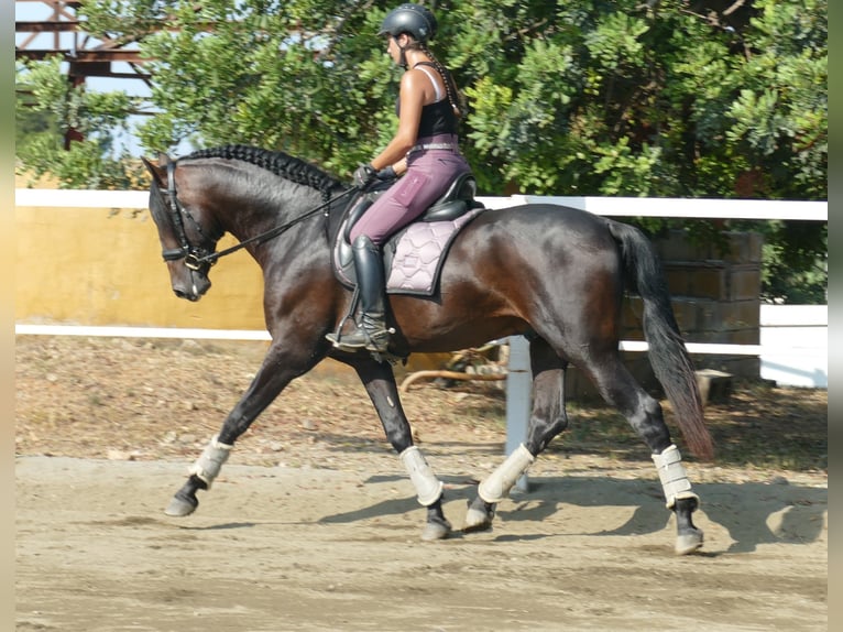 PRE Hingst 3 år 168 cm Mörkbrun in Gandesa