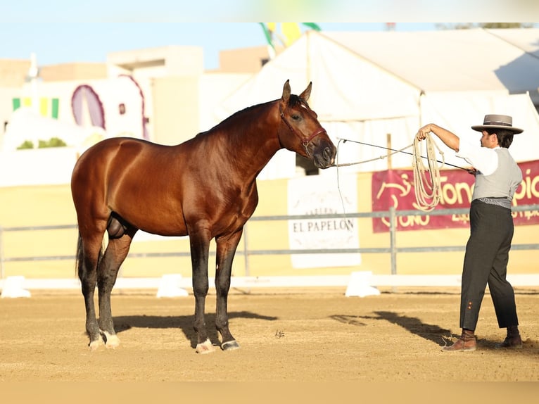 PRE Hingst 3 år 169 cm Ljusbrun in Casas De La Carrasca