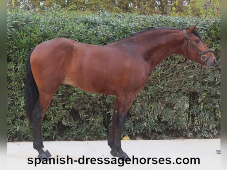 PRE Blandning Hingst 3 år 171 cm Brun in Barcelona