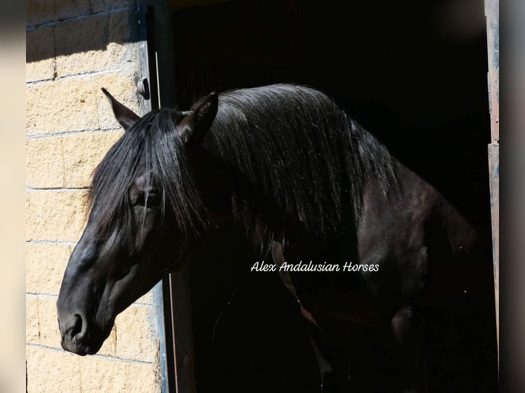 PRE Blandning Hingst 3 år 171 cm Svart in Sevilla