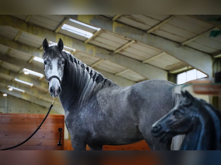 PRE Hingst 3 år 172 cm Grå-mörk-brun in HEUVELLAND