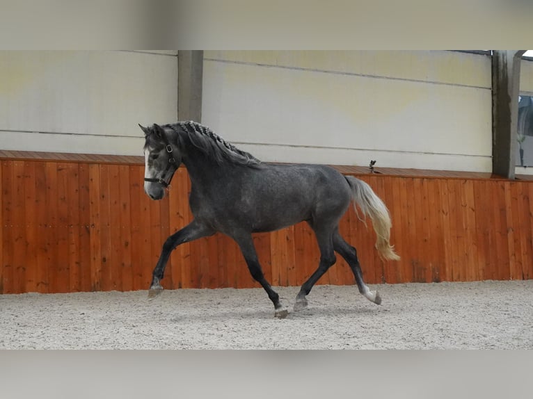 PRE Hingst 3 år 172 cm Grå-mörk-brun in HEUVELLAND