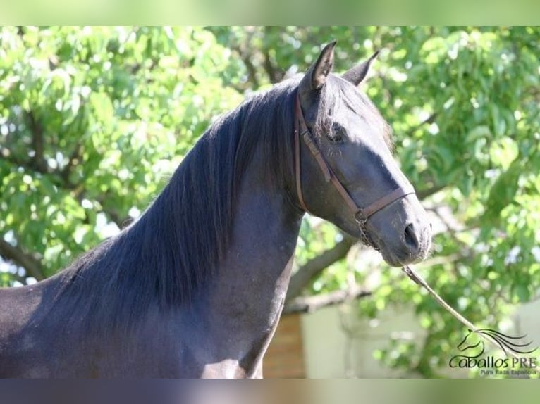 PRE Hingst 3 år 172 cm Svart in Barcelona