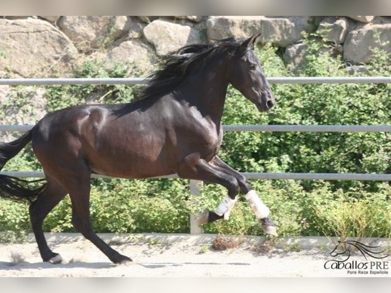 PRE Hingst 3 år 172 cm Svart in Barcelona