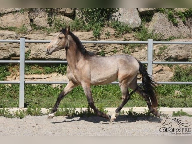 PRE Hingst 3 år Gulbrun in Barcelona