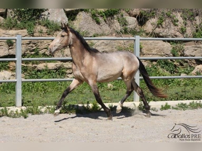 PRE Hingst 3 år Gulbrun in Barcelona