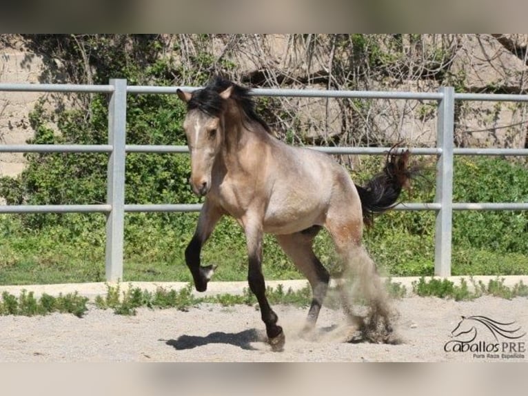 PRE Hingst 3 år Gulbrun in Barcelona