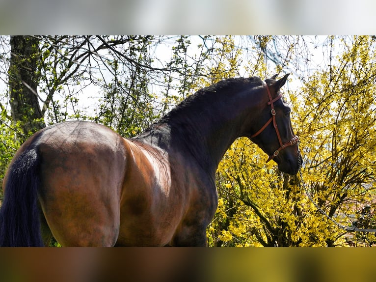 PRE Blandning Hingst 3 år Mörkbrun in HEUVELLAND