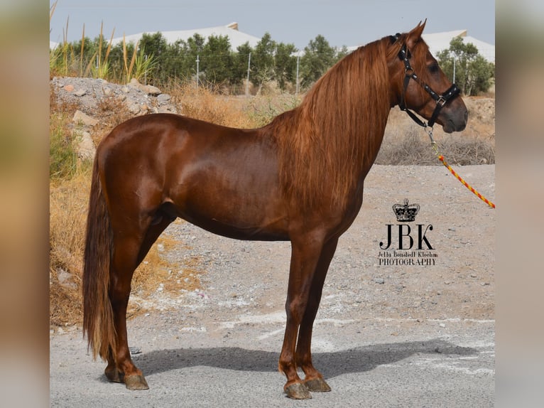 PRE Blandning Hingst 4 år 155 cm fux in Tabernas Almeria