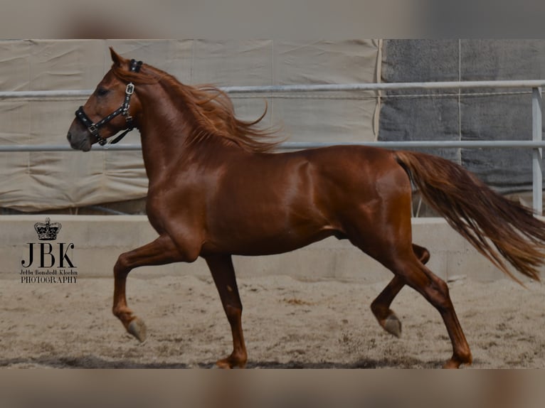 PRE Blandning Hingst 4 år 155 cm fux in Tabernas Almeria