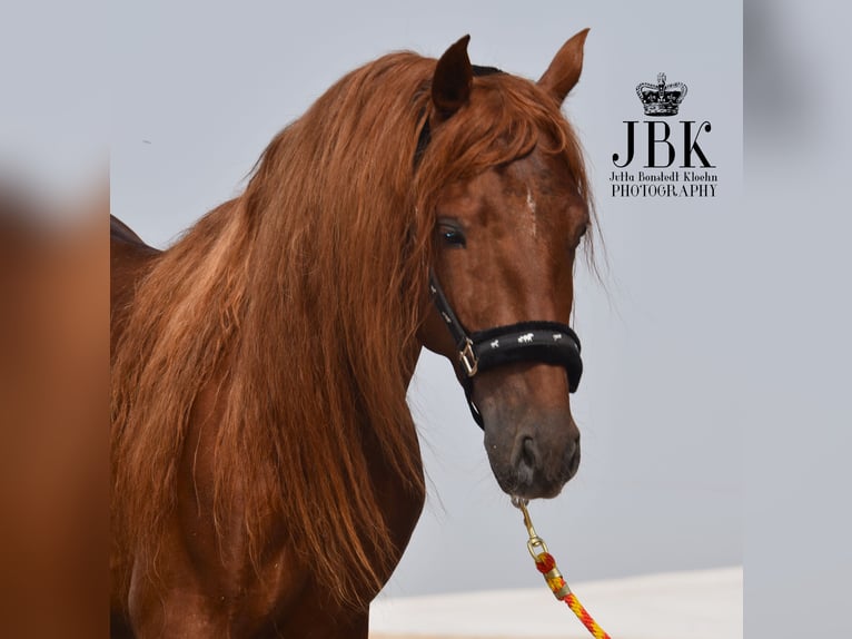 PRE Blandning Hingst 4 år 155 cm fux in Tabernas Almeria