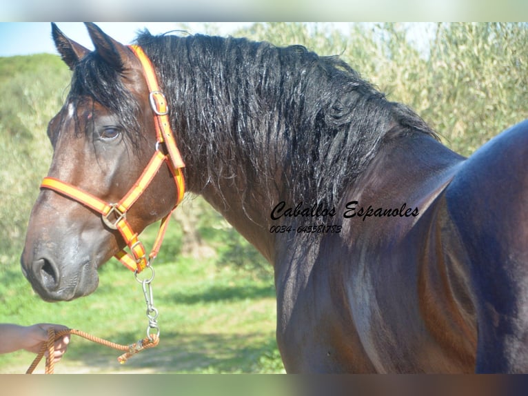 PRE Hingst 4 år 156 cm Brun in Vejer de la Frontera