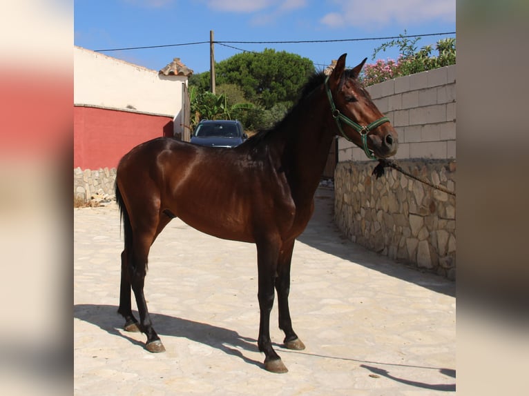 PRE Blandning Hingst 4 år 156 cm Brun in Vejer de la Frontera