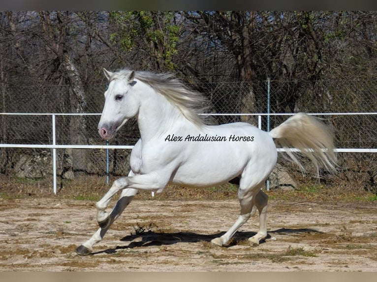 PRE Blandning Hingst 4 år 158 cm Vit in Sevilla