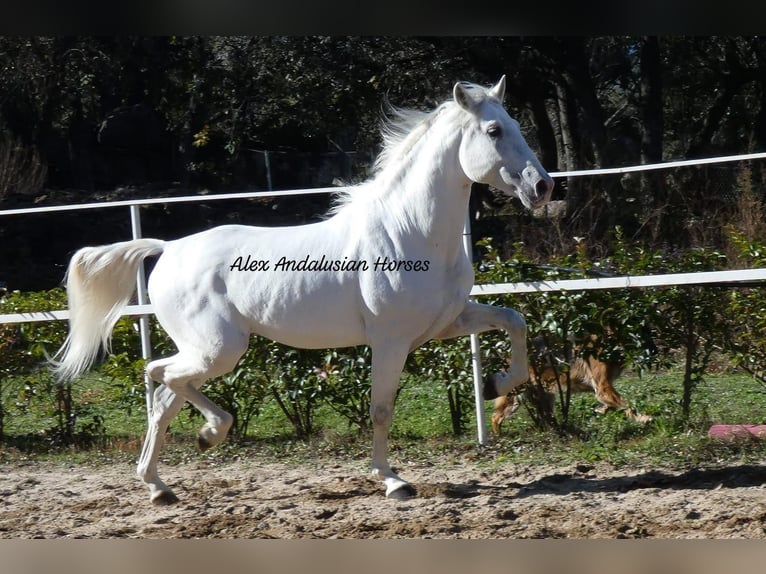 PRE Blandning Hingst 4 år 158 cm Vit in Sevilla