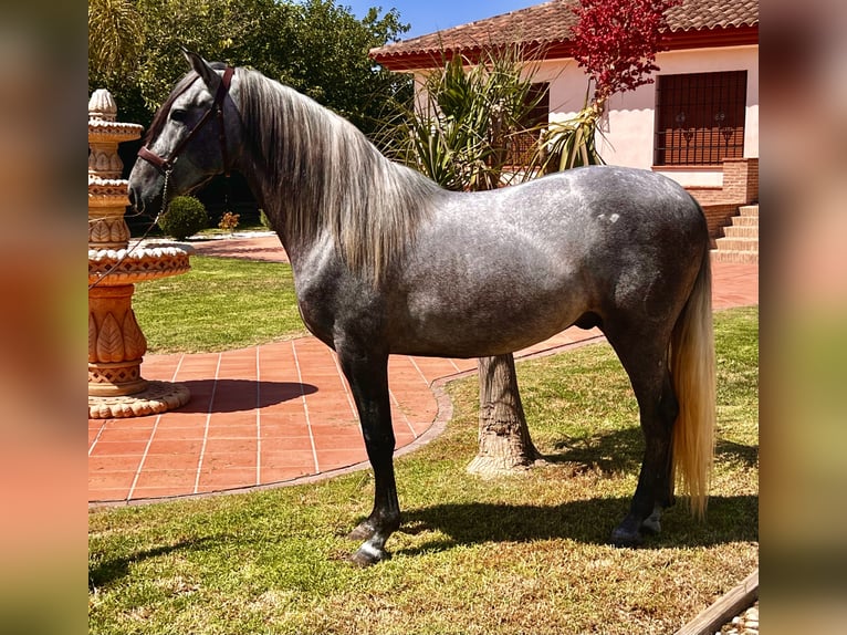 PRE Hingst 4 år 159 cm Grå in Sutullena