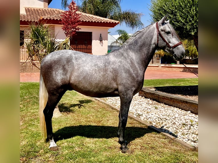 PRE Hingst 4 år 159 cm Grå in Sutullena