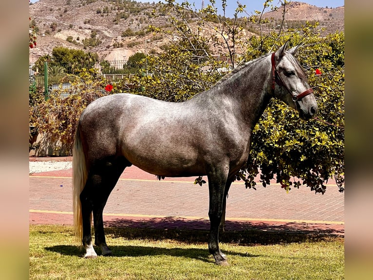 PRE Hingst 4 år 159 cm Grå in Sutullena