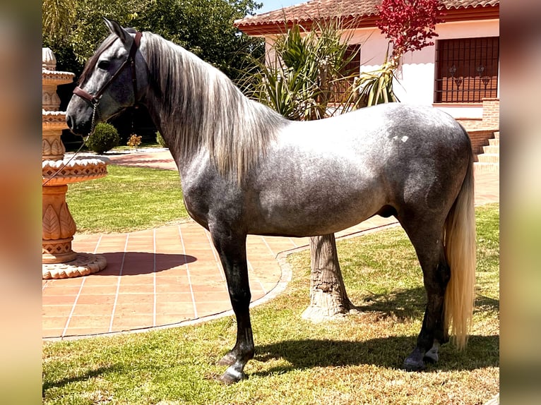 PRE Hingst 4 år 159 cm Grå in Sutullena