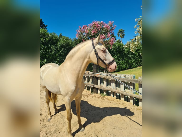 PRE Hingst 4 år 159 cm Perlino in Arcos de la Frontera