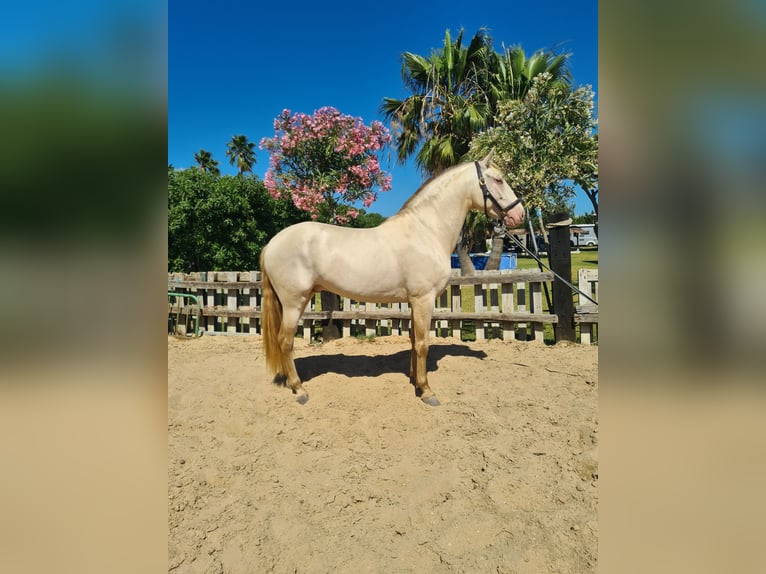 PRE Hingst 4 år 159 cm Perlino in Arcos de la Frontera