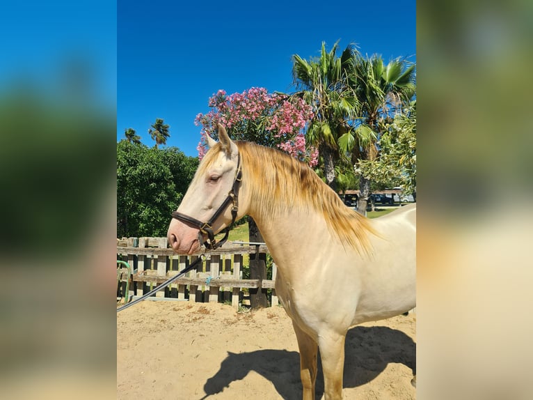 PRE Hingst 4 år 159 cm Perlino in Arcos de la Frontera