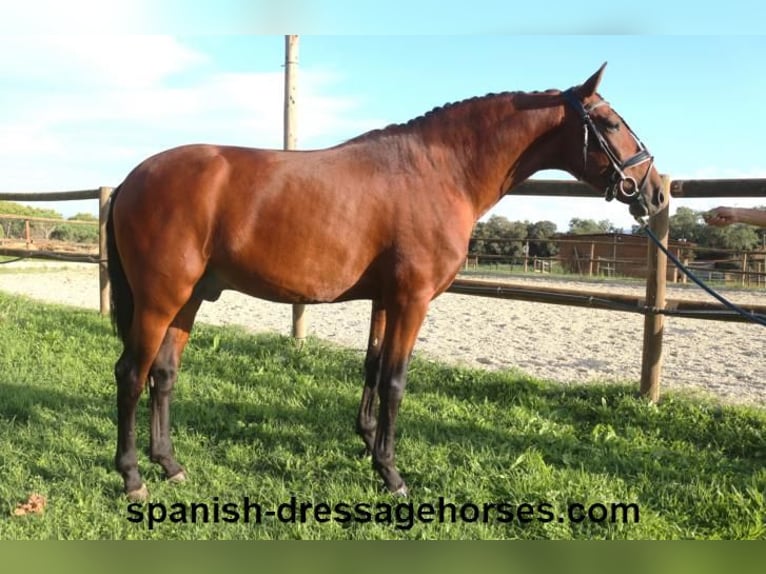 PRE Blandning Hingst 4 år 160 cm Brun in Barcelona