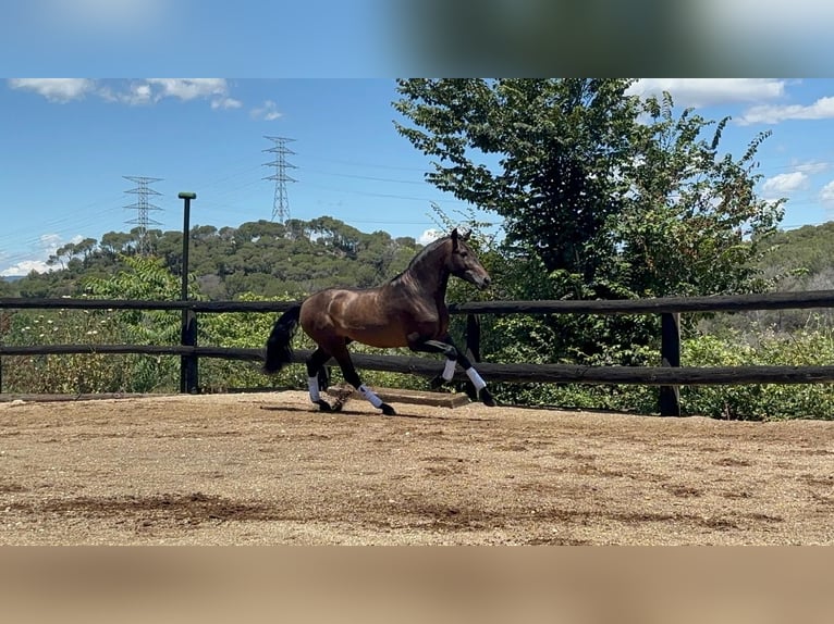 PRE Blandning Hingst 4 år 160 cm Brun in Sant Fost Campcentelles