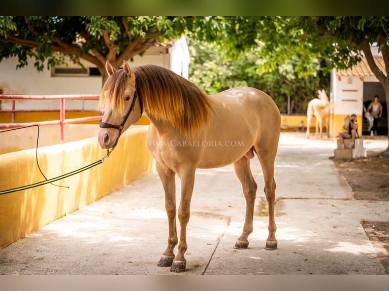 PRE Hingst 4 år 160 cm Champagne in Rafelguaraf