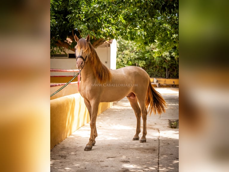 PRE Hingst 4 år 160 cm Champagne in Rafelguaraf