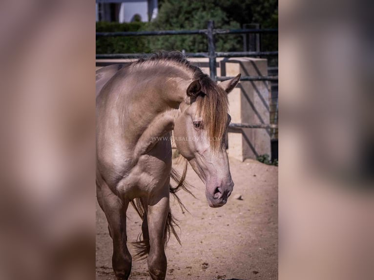 PRE Hingst 4 år 160 cm Champagne in Rafelguaraf