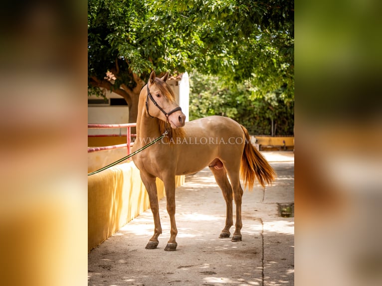 PRE Hingst 4 år 160 cm Champagne in Rafelguaraf