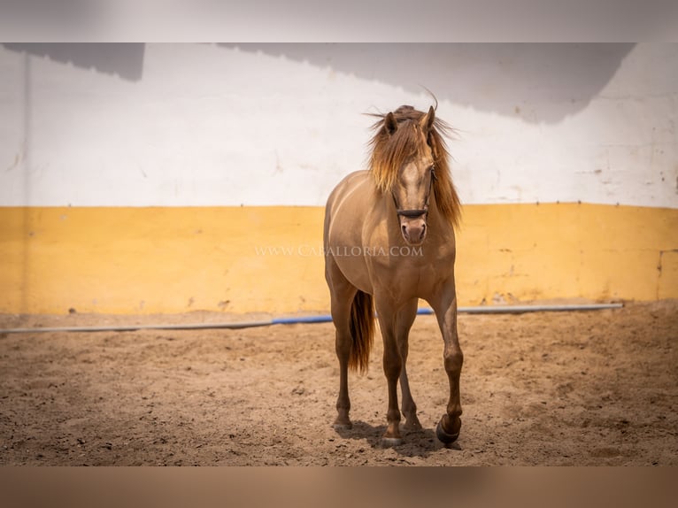 PRE Hingst 4 år 160 cm Champagne in Rafelguaraf