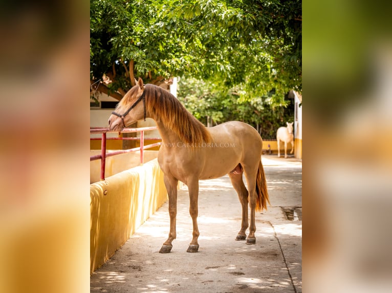 PRE Hingst 4 år 160 cm Champagne in Rafelguaraf