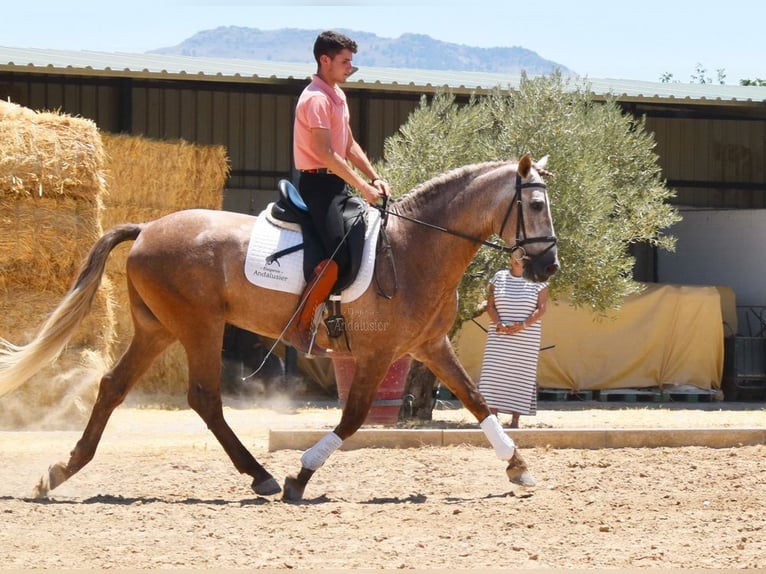 PRE Hingst 4 år 160 cm in Provinz Granada