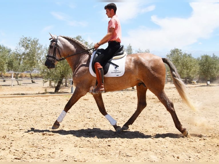 PRE Hingst 4 år 160 cm in Provinz Granada