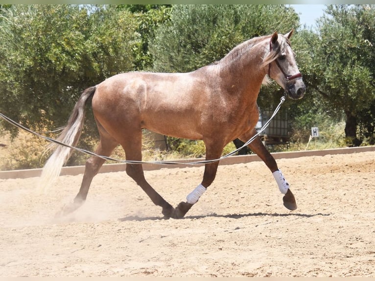 PRE Hingst 4 år 160 cm in Provinz Granada