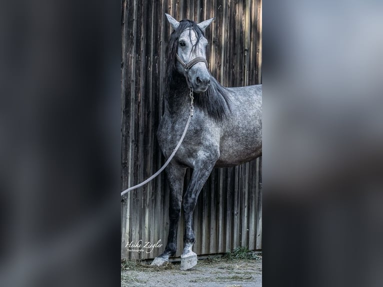 PRE Blandning Hingst 4 år 160 cm Grå-mörk-brun in Filderstadt